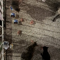 photo de livraison pour Chat Gratouille