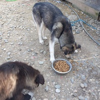 photo de livraison pour Happy Shelter Skopje