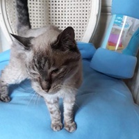 photo de livraison pour Vallée des Chats