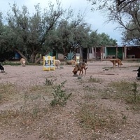 photo de livraison pour Help Adopt Moroccan Animals