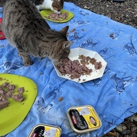 photo de livraison pour Les chats de chez nous