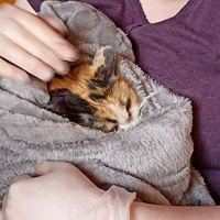 photo de livraison pour Ronron du Bonheur