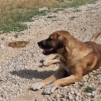 photo de livraison pour Civic Initiative Kane Korzo Skopje