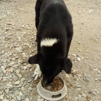 photo de livraison pour Animals voice Macedonia