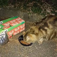 photo de livraison pour Sans Croquettes Fixes