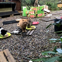 photo de livraison pour Les chats de chez nous
