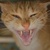 photo animal