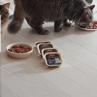 photo de livraison pour La Vraie Magie des Chats