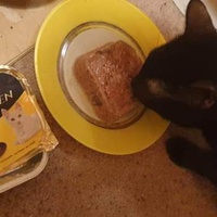 photo de livraison pour Les Chats-Pitresdelavi-Ste