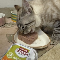 photo de livraison pour Cosa Animalia