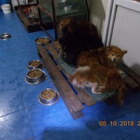 photo de livraison pour Pro Animals Finland ry