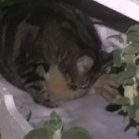photo de livraison pour Félin Pour L’Hôte