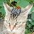 photo animal