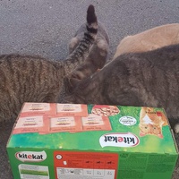 photo de livraison pour Les chats Port-Saint-Louisiens