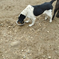 photo de livraison pour Happy Shelter Skopje