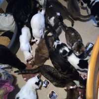 photo de livraison pour Pour l'Amour des Chats