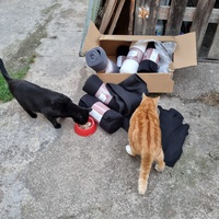 photo de livraison pour Les Chats'nonymes