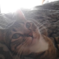 photo de livraison pour A Toutes Pattes