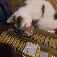 photo de livraison pour Amis de Myrtille