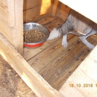 photo de livraison pour Pro Animals Finland ry