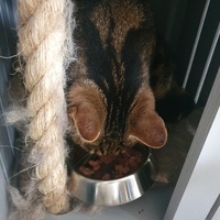 photo de livraison pour Animalove