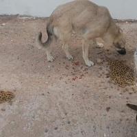 photo de livraison pour 4 Pattes Mogador