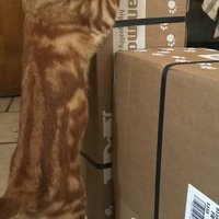 photo de livraison pour Chats-sos