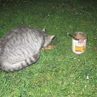 photo de livraison pour Chat Libre de l'Ile du Ramier