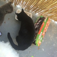 photo de livraison pour Les chats Port-Saint-Louisiens