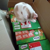 photo de livraison pour L'Arche de Marie - Mes Amours de Chats