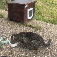 photo de livraison pour Les Chats De QUEAUX