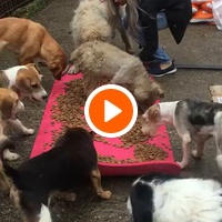 photo de livraison pour Saving Orphaned Souls Sheila's Animal Rescue Mission
