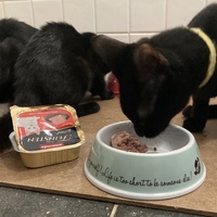 photo de livraison pour Association C.A.T.S. Chat Animal Terrien Solidarité