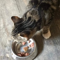 photo de livraison pour Association des Chats Camarguais