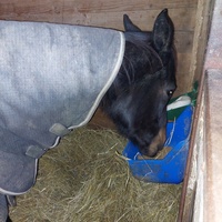 photo de livraison pour Les Chevaux d'Elo