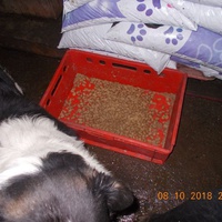 photo de livraison pour Pro Animals Finland ry