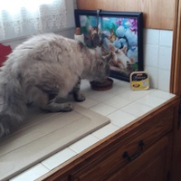 photo de livraison pour Les Chats libres de Fleurance