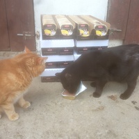 photo de livraison pour Ecole du Chat Libre de Caillerot