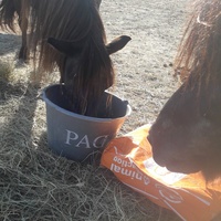 photo de livraison pour Happy Horse Day