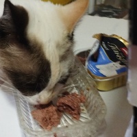 photo de livraison pour Cat Miaou