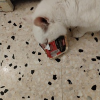 photo de livraison pour Chats Grains d'Amour