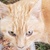 photo animal