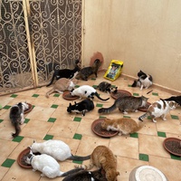photo de livraison pour Le Coeur sur la Patte