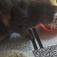 photo de livraison pour Croq'Chats