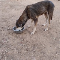 photo de livraison pour Help Adopt Moroccan Animals