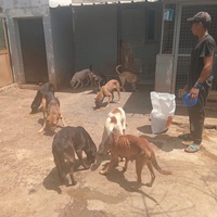 photo de livraison pour Comme Chiens et Chats Maroc