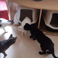 photo de livraison pour Pour l'Amour des Chats