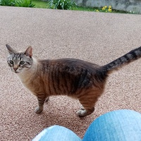 photo de livraison pour Chat de Gout'hier sans Toit