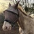 photo animal