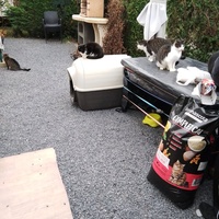 photo de livraison pour Sweety Pets